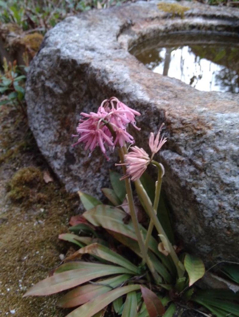 野草